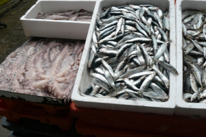 Portugália-tanártovábbképzés